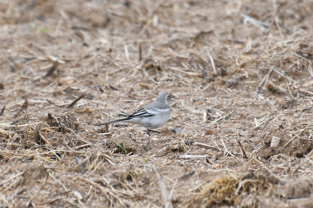 알락할미새 유조.jpg