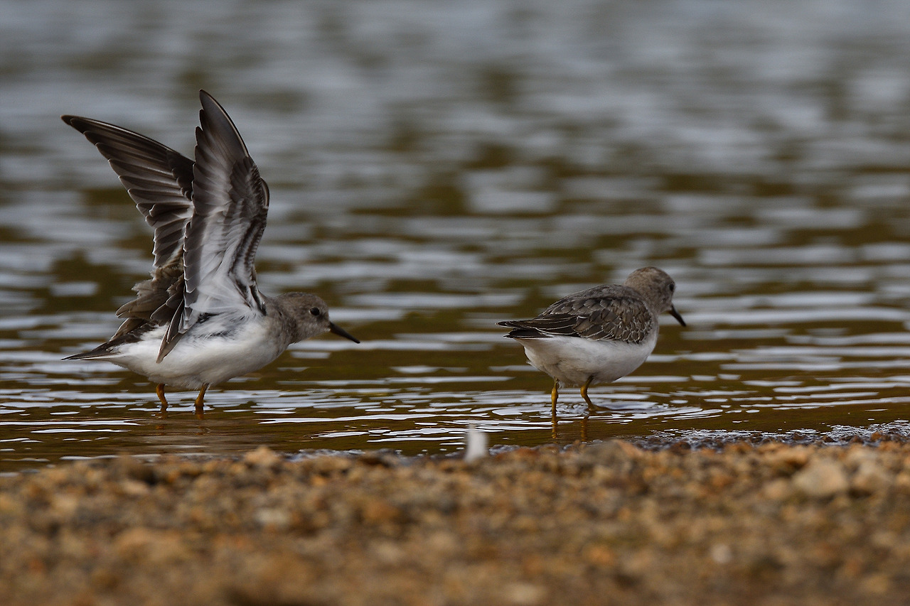 DSC_3676_00001 흰꼬리좀도요 2.jpg