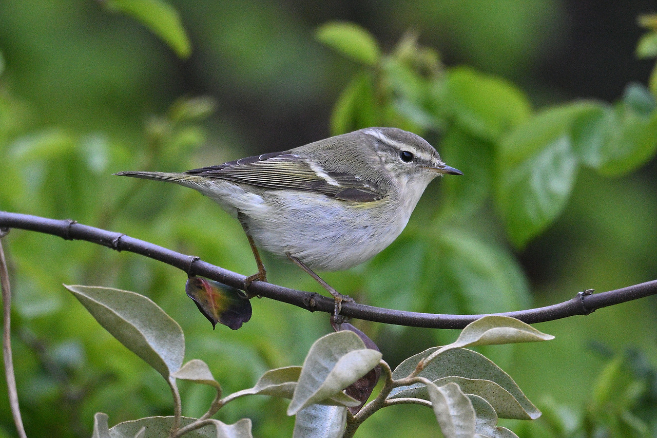 13. 노랑눈썹솔새1.jpg