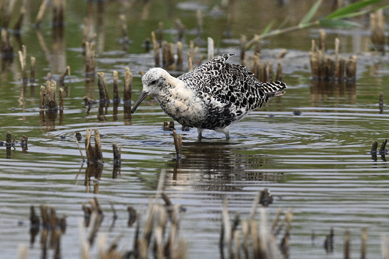 DSC_0389 목도리도요3.jpg