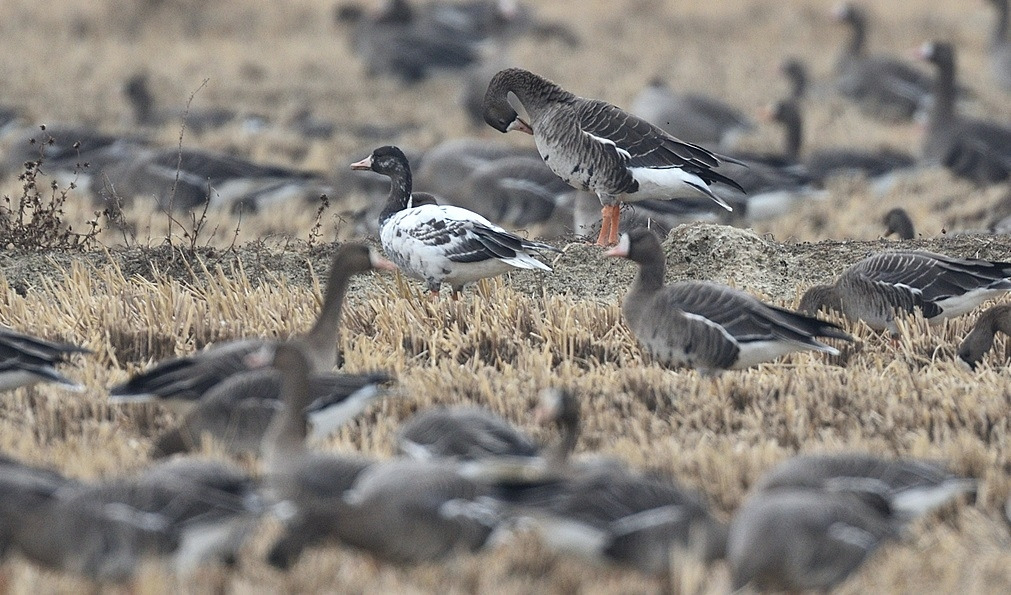 알비노 기러기2.jpg