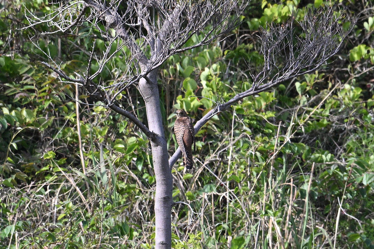 10일 어린 뻐꾸기DSC_0716.jpg