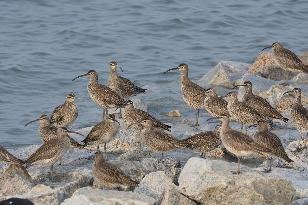 DSC_4005_00002 중부리도요2.jpg