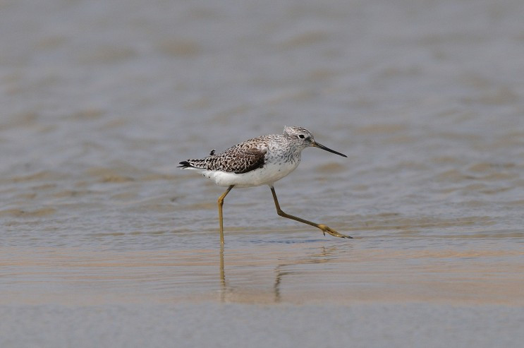 YSK_9818_00001 쇠청다리도요 2.jpg