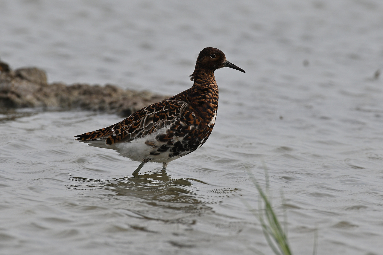 DSC_2125 목도리도요.jpg