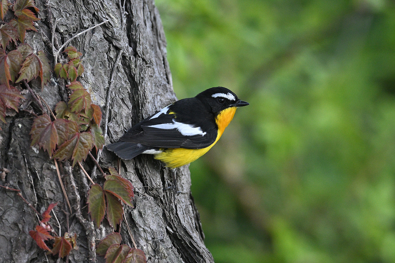 8. 흰눈썹황금새 수컷.jpg