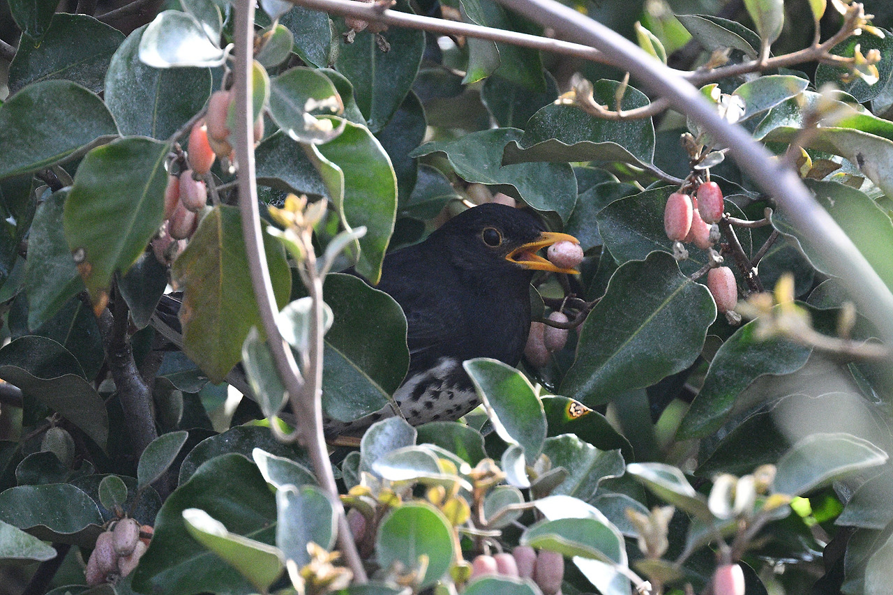 검은지빠귀 (2).jpg