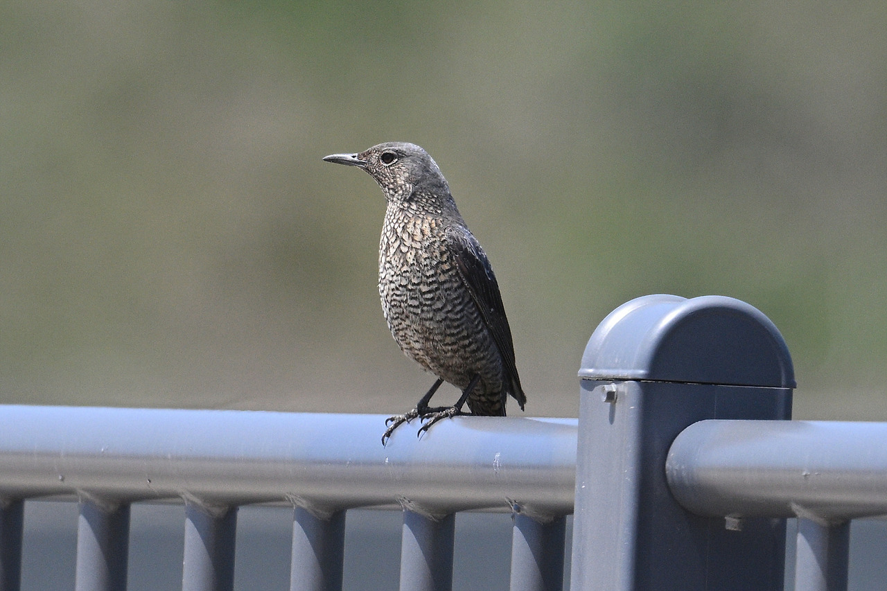 4. 바다직박구리 암컷.jpg
