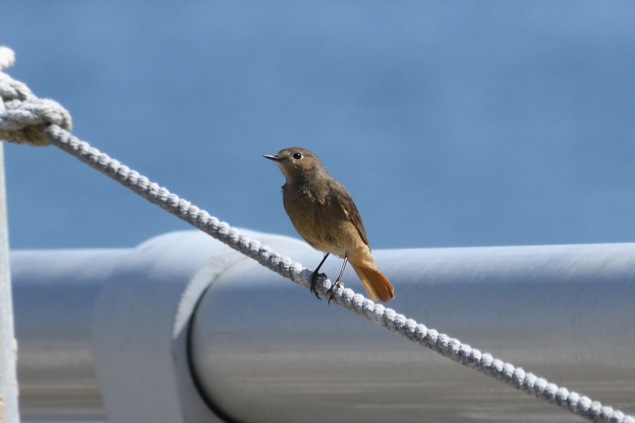 검은딱새 암컷DSC_7306.jpg