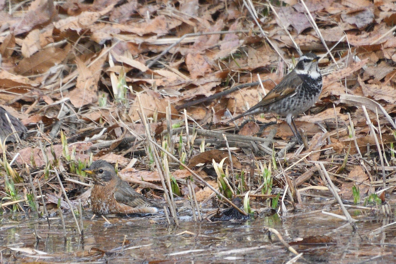 노랑이와 개똥이.jpg