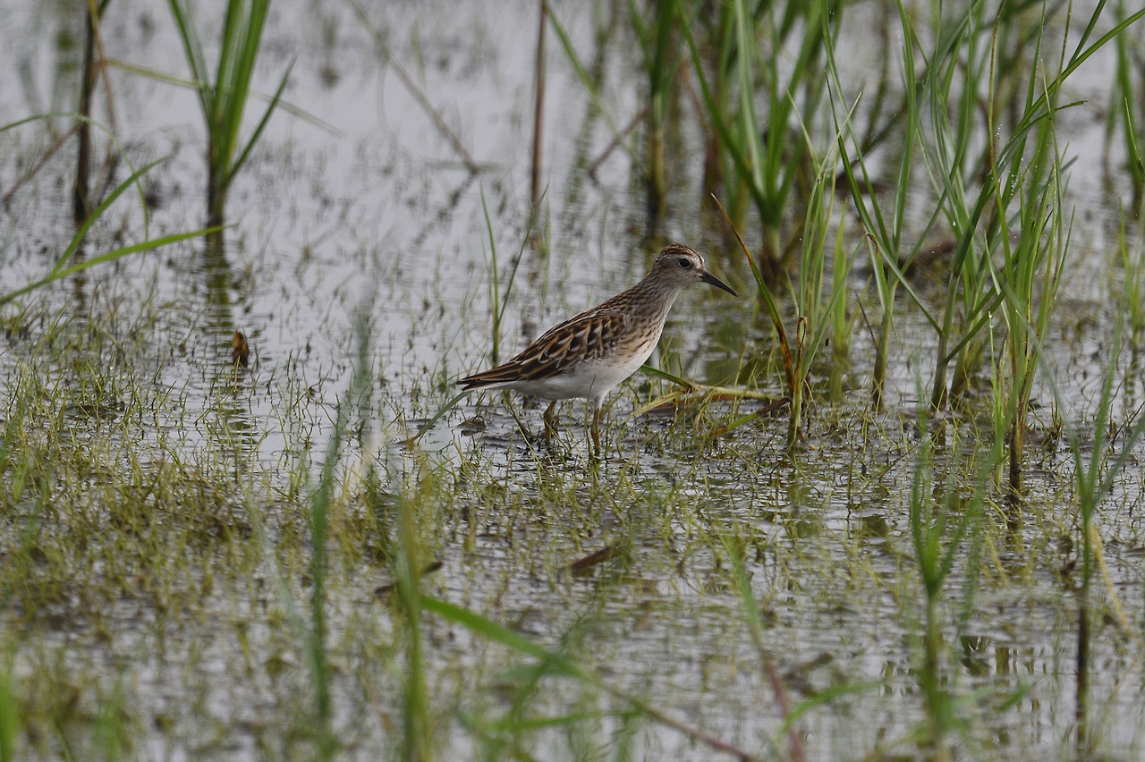 DSC_8560_00001 아메리카메추라기도요 2.jpg