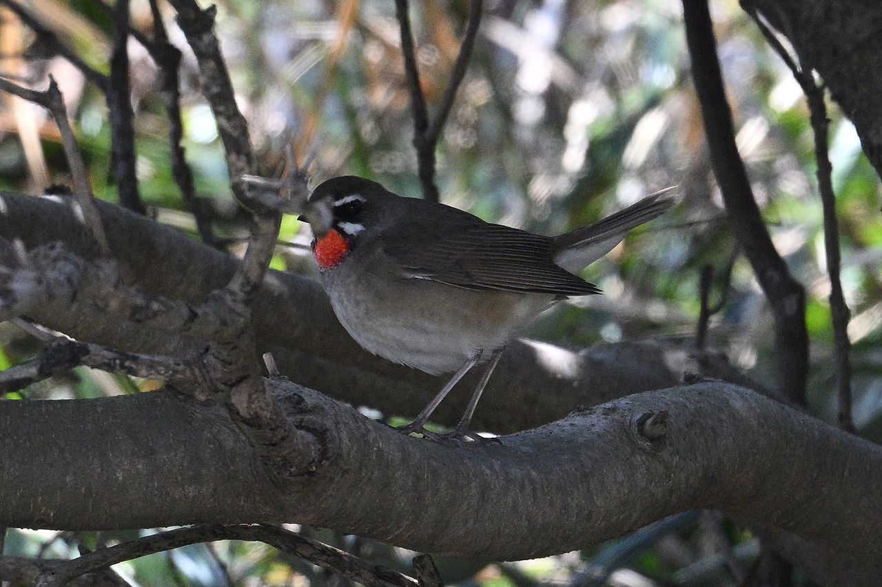 8. 진홍가슴DSC_3718.jpg