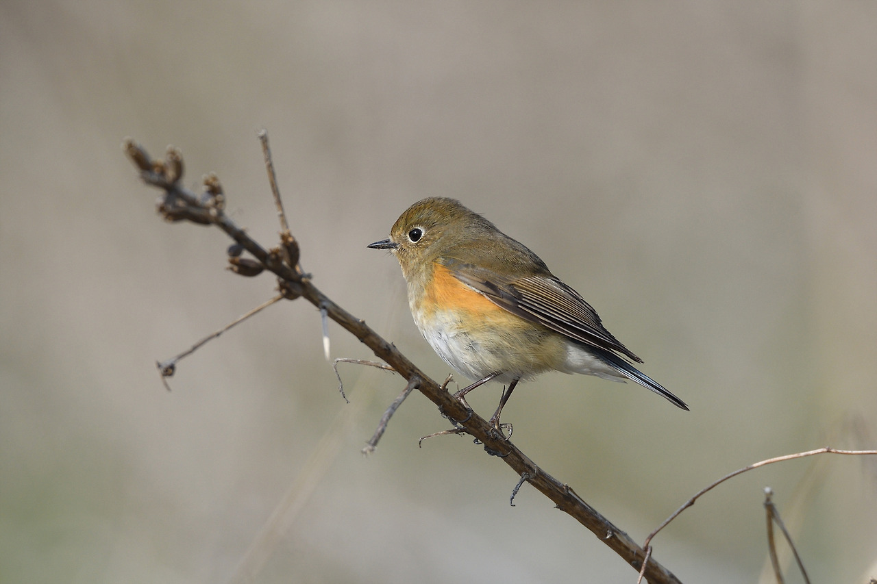 유리딱새 암컷.jpg