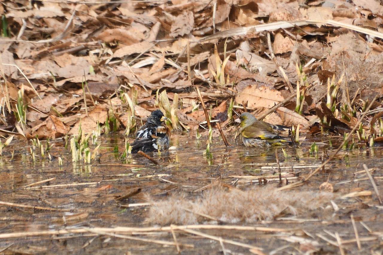 방울새와 되새.jpg