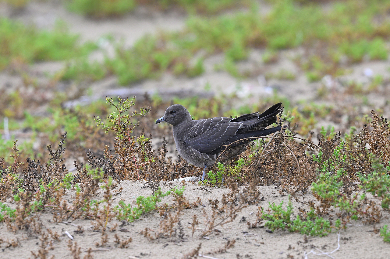 DSC_7859-topaz-denoise-sharpen (1).jpg