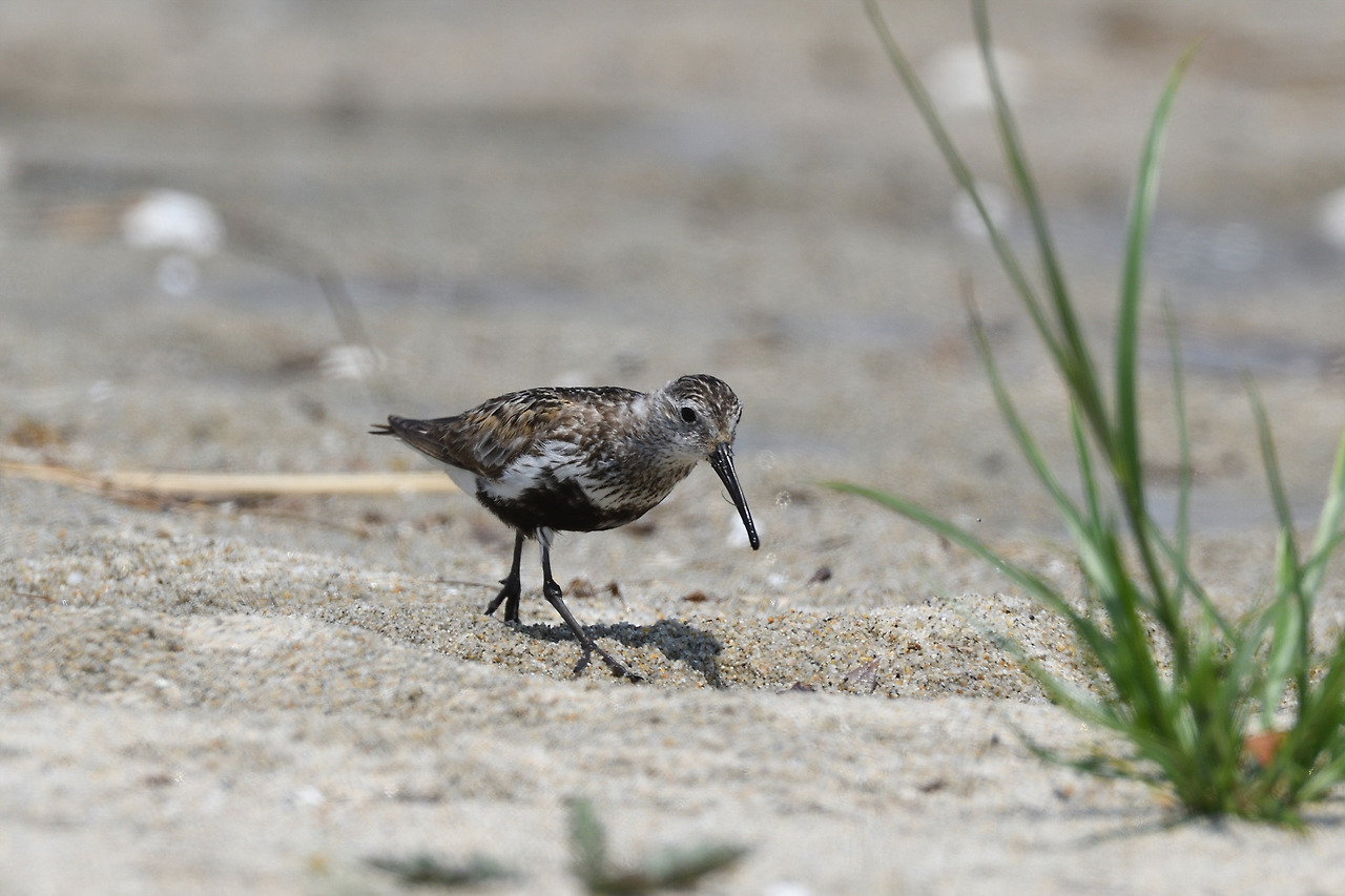 DSC_9750_00001 민물도요 2.jpg