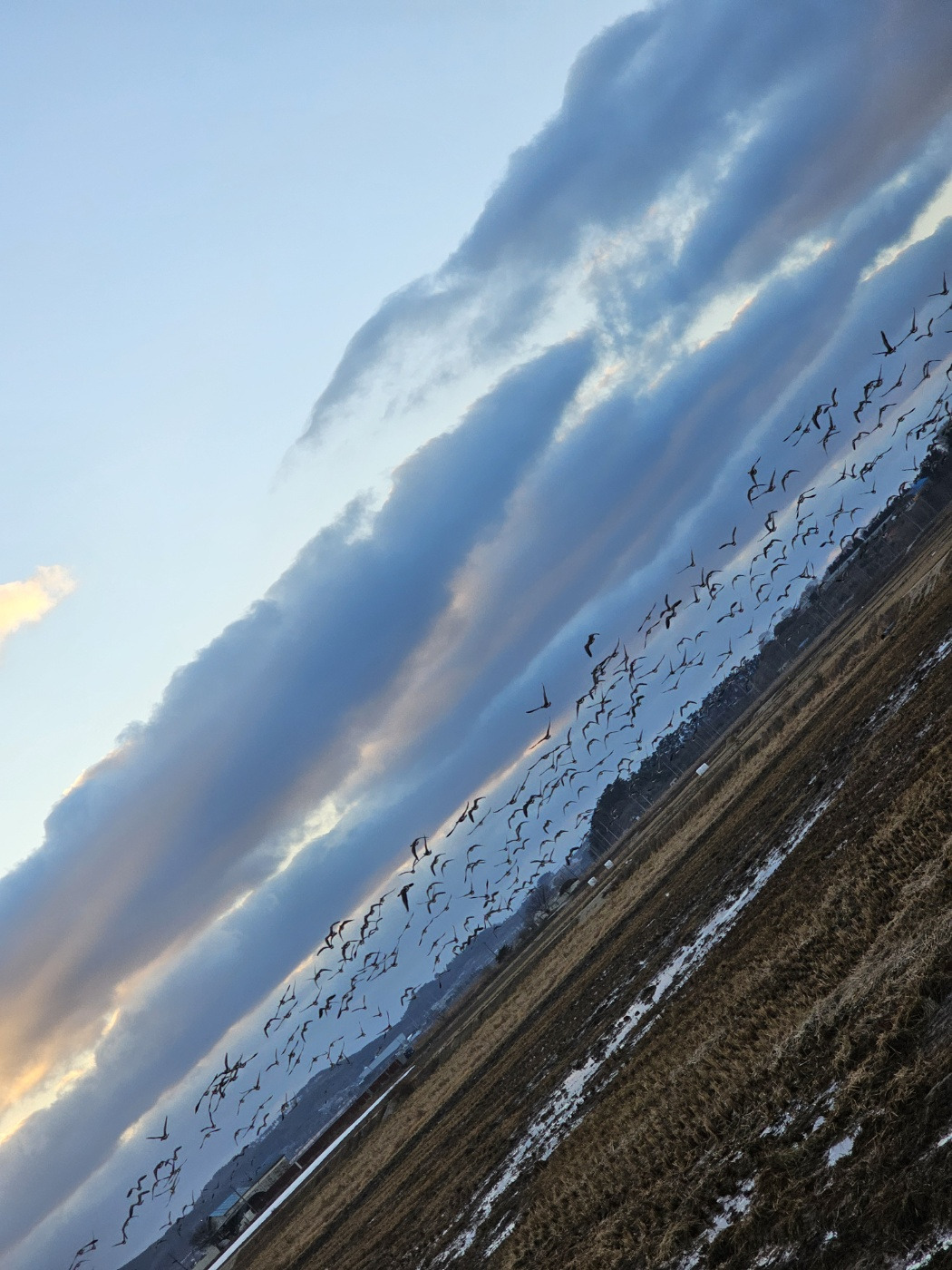 241224천수만기러기.jpg