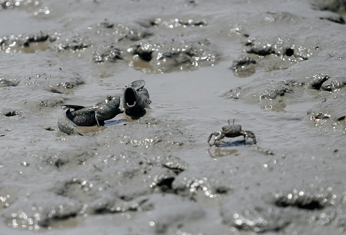 4 다른 짱뚱어도 못들오게.jpg