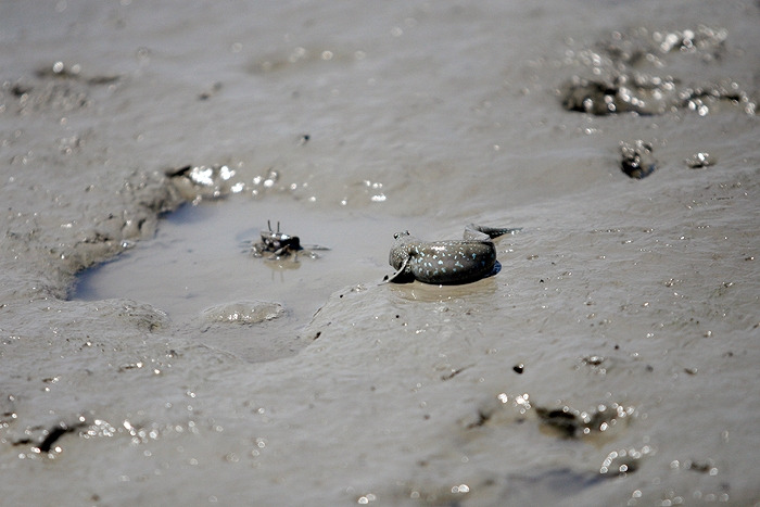 6집으로 돌아와보니어느새게한마리가.jpg