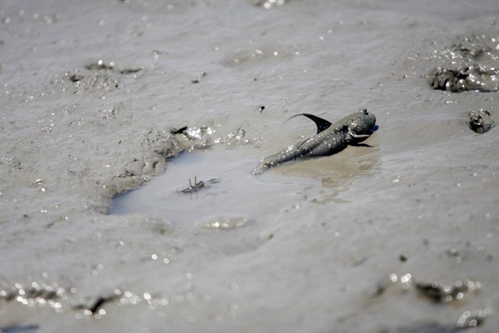 9 그러나게는나올줄모르고 오히려 짱뚱어가 다시 나옴.jpg