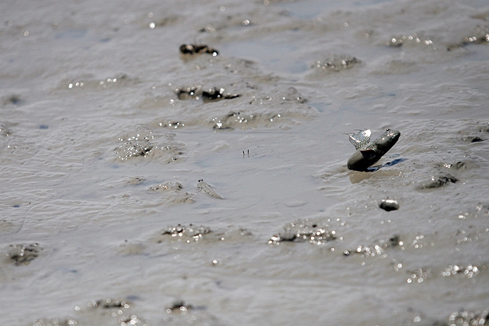 11 그러나 게가 숨어있었음 두 눈갈 짱뚱어가 급하게 도망쳐 나옴.jpg