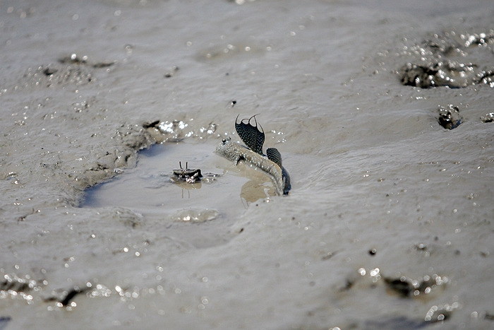 8용기를내서집으로들어가 게한테 화를 냄. 지느러미를 새우는 것이 화를 내는 것.jpg
