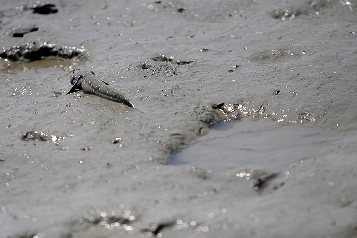 5이렇게 경계를 서고 있는데. 뒤에 웅덩이가 짱뚱어집.jpg
