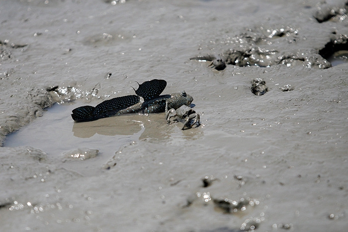 17확실히 게를 쫒아내기 위해 짱뚱어가 성질을 내며 따라나오고.jpg