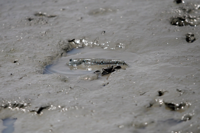 15숨어있던 게가 나옴.jpg