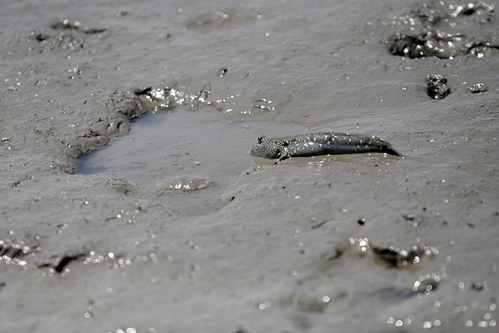 10한참있다가 다시 집으로 돌진 게가 보이지 않음 다행.jpg