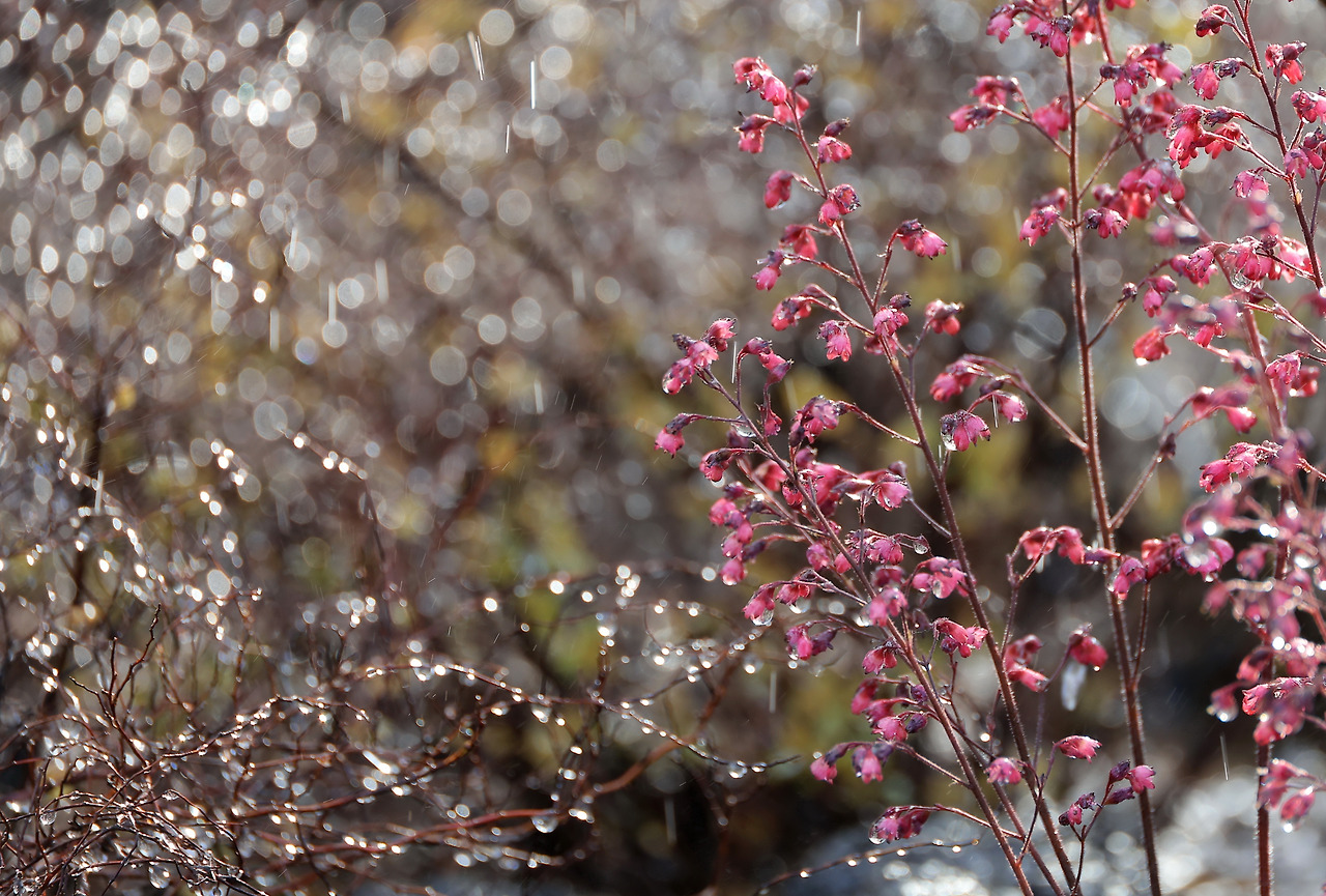 빛의 언어_박주영_디카시.jpg
