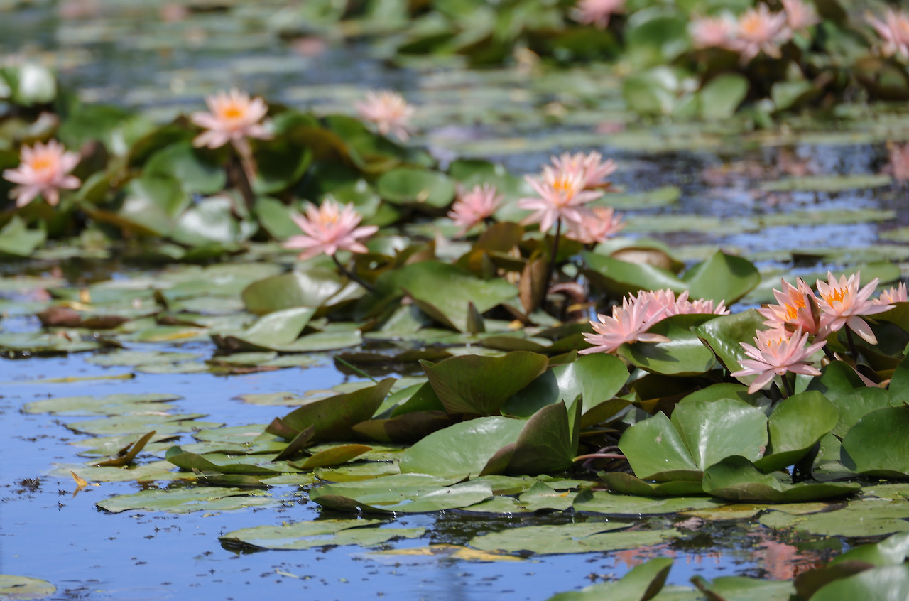 모네의 수련_박주영_디카시 .jpg