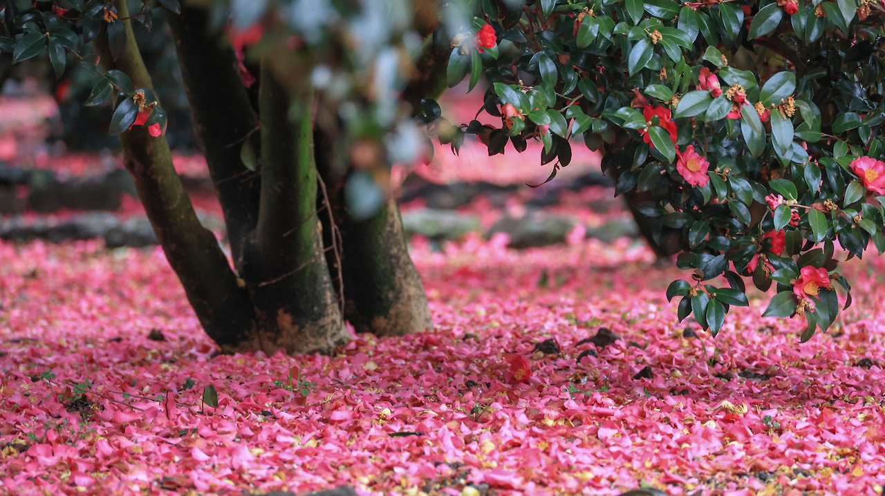 동백 꽃피다_박주영.jpg