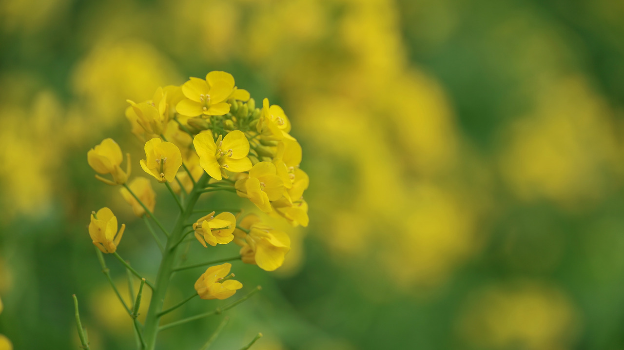 유채꽃_박주영_2025 - 복사본.jpg