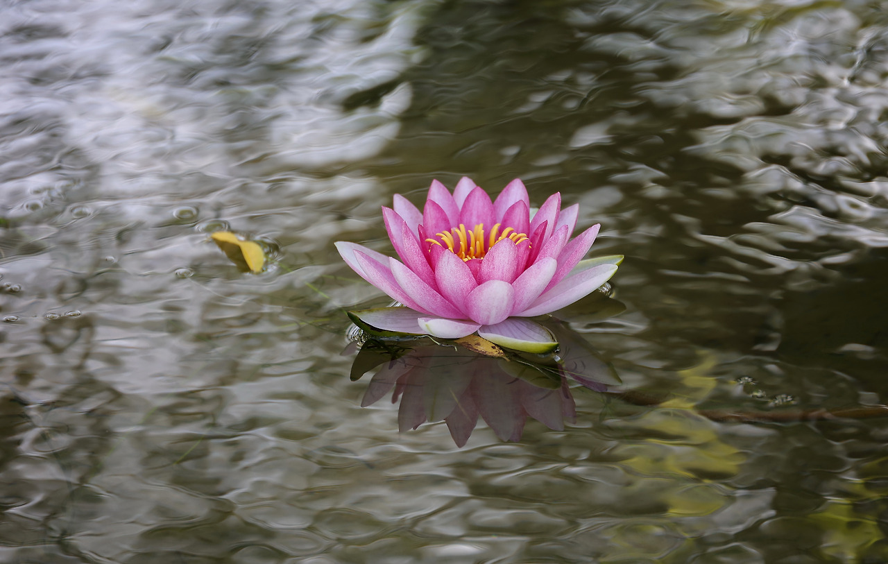 내면의 꽃을 위해_박주영_디카시.jpg