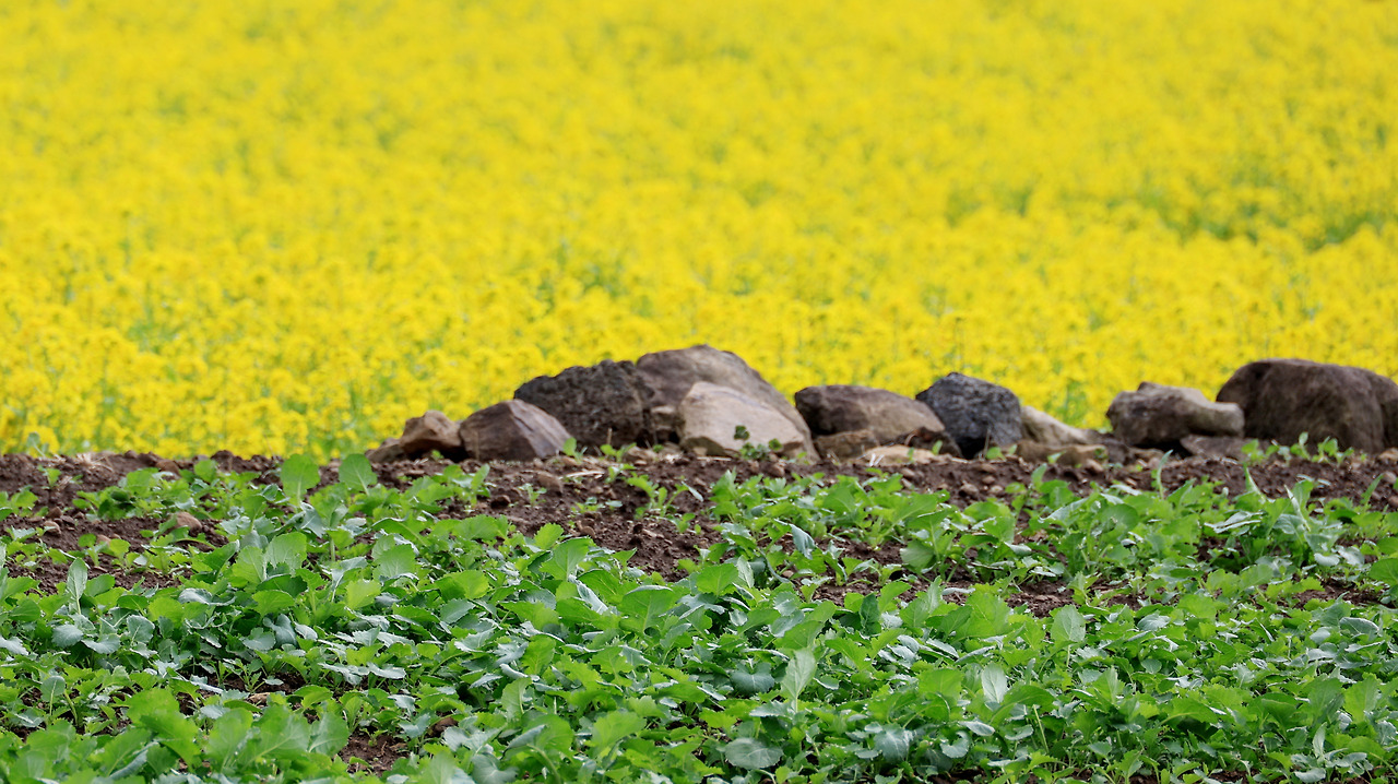 피어라, 꽃_박주영_ 2025.jpg