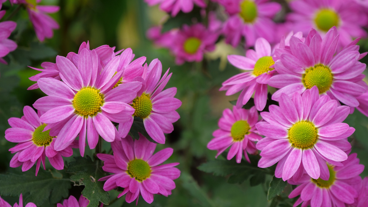 당신이 꽃이다-박주영.jpg