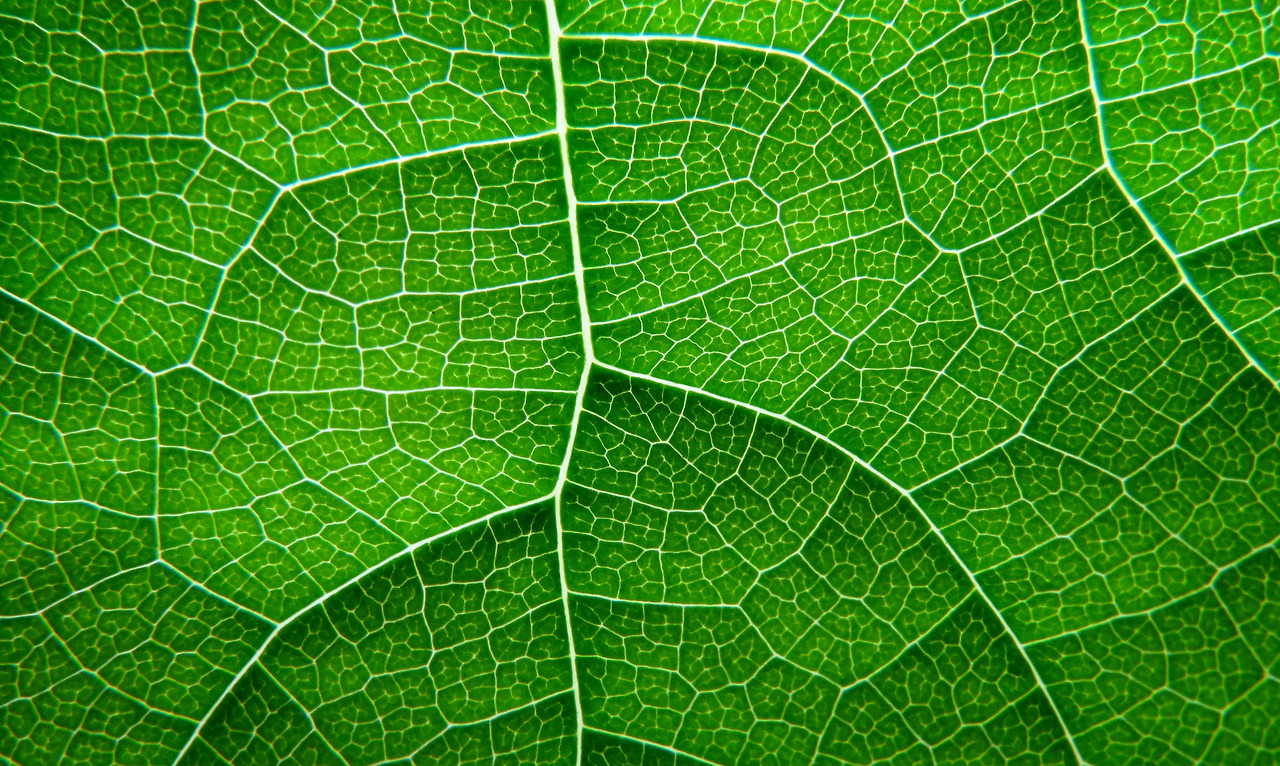 나뭇잎에도 길이 있다-박주영-제2디카시집.jpg