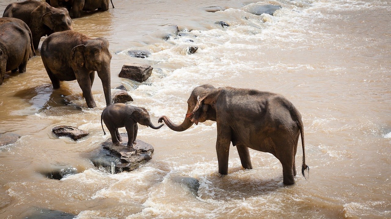 elephants-1900332_1920.jpg