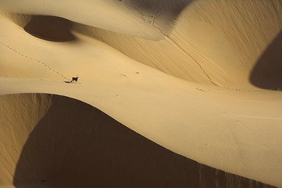 낙타의 물냄새 2.jpg