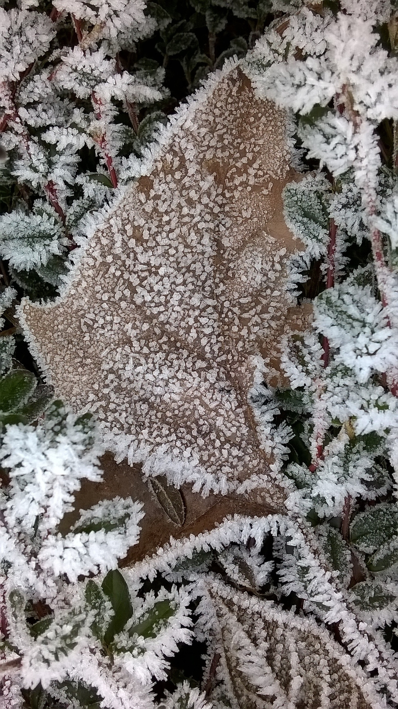 첫눈과 수선화 3.jpg