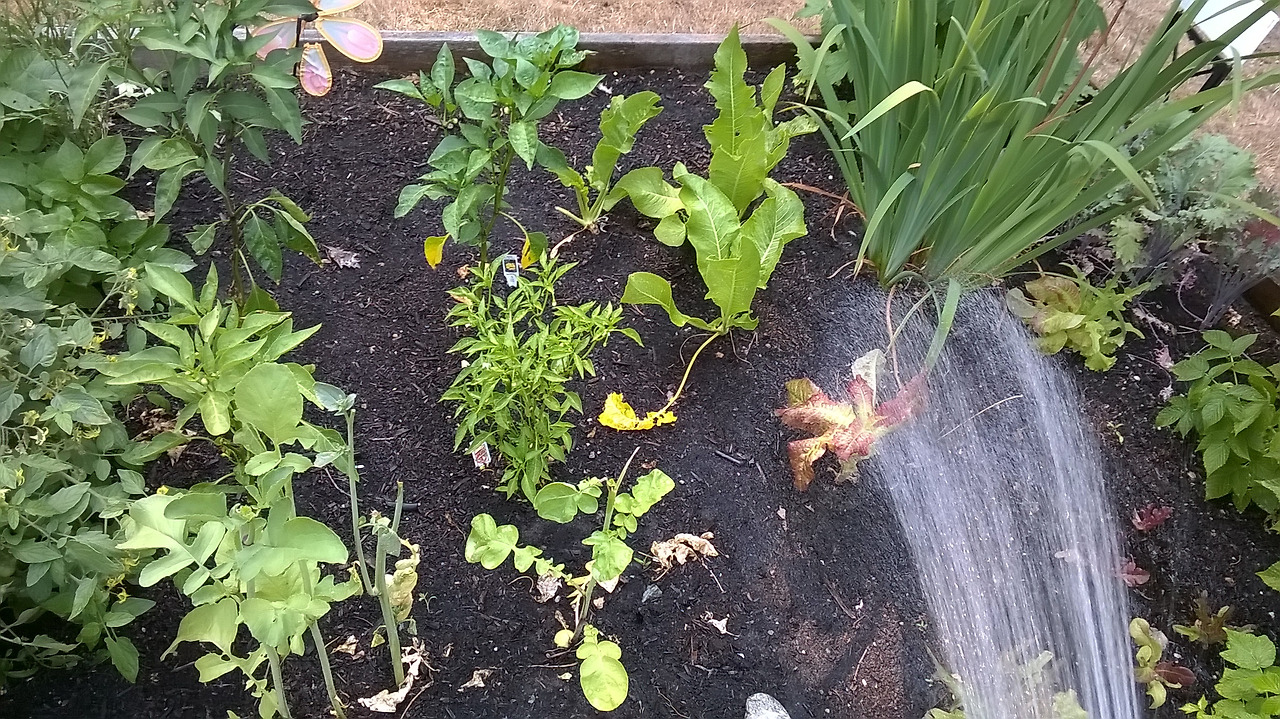 콩밭에 있는 마음 1.jpg