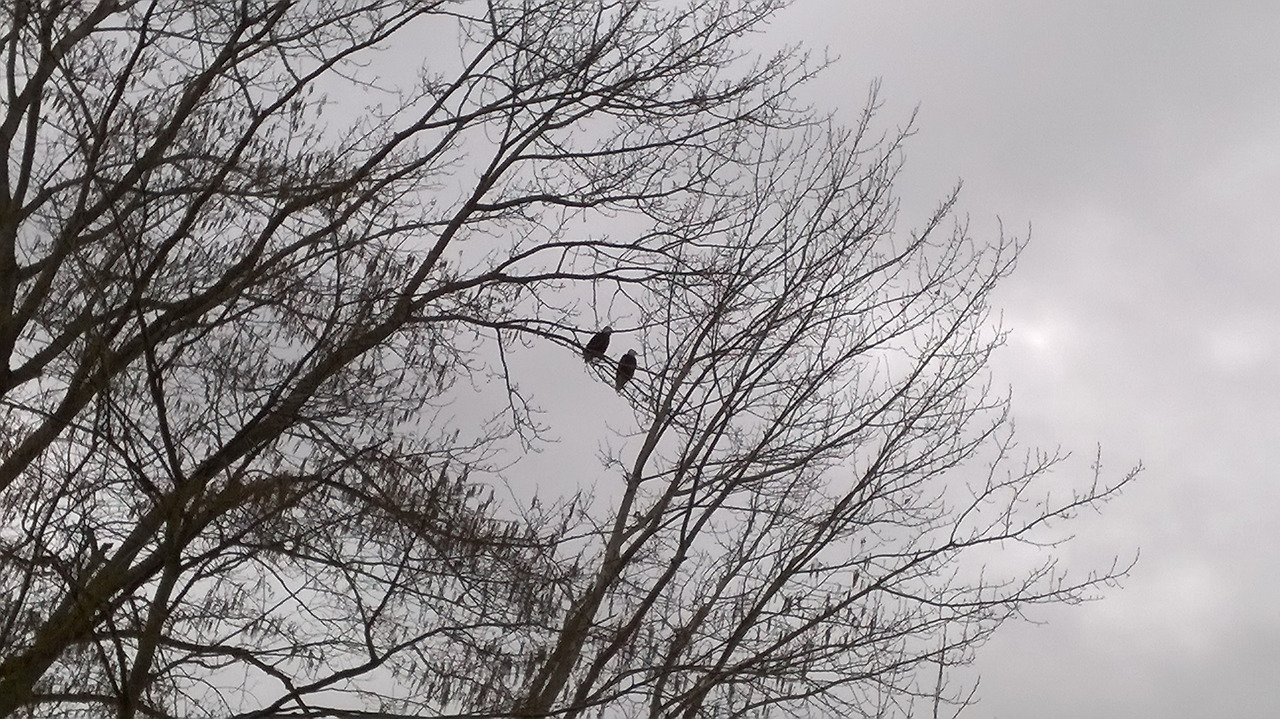 그게 어디 무화과나무 잘못 3.jpg