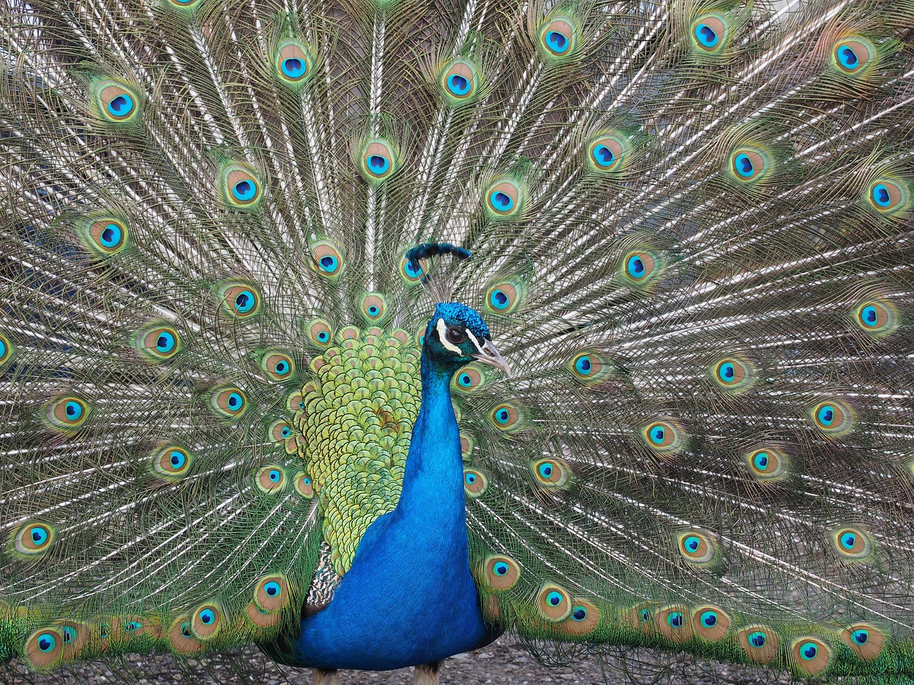 peacock-4136569_1280.jpg