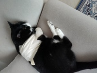 루이 부상병.jpg