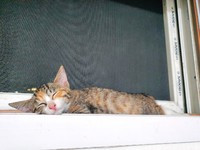 아리 자는모습.jpg