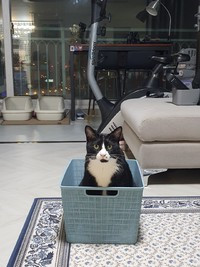 루이 대답냥이.jpg