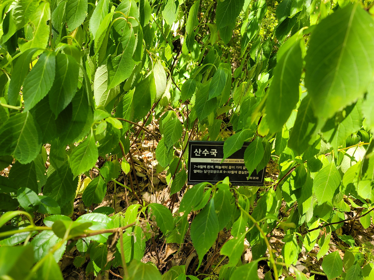 산수국.jpg