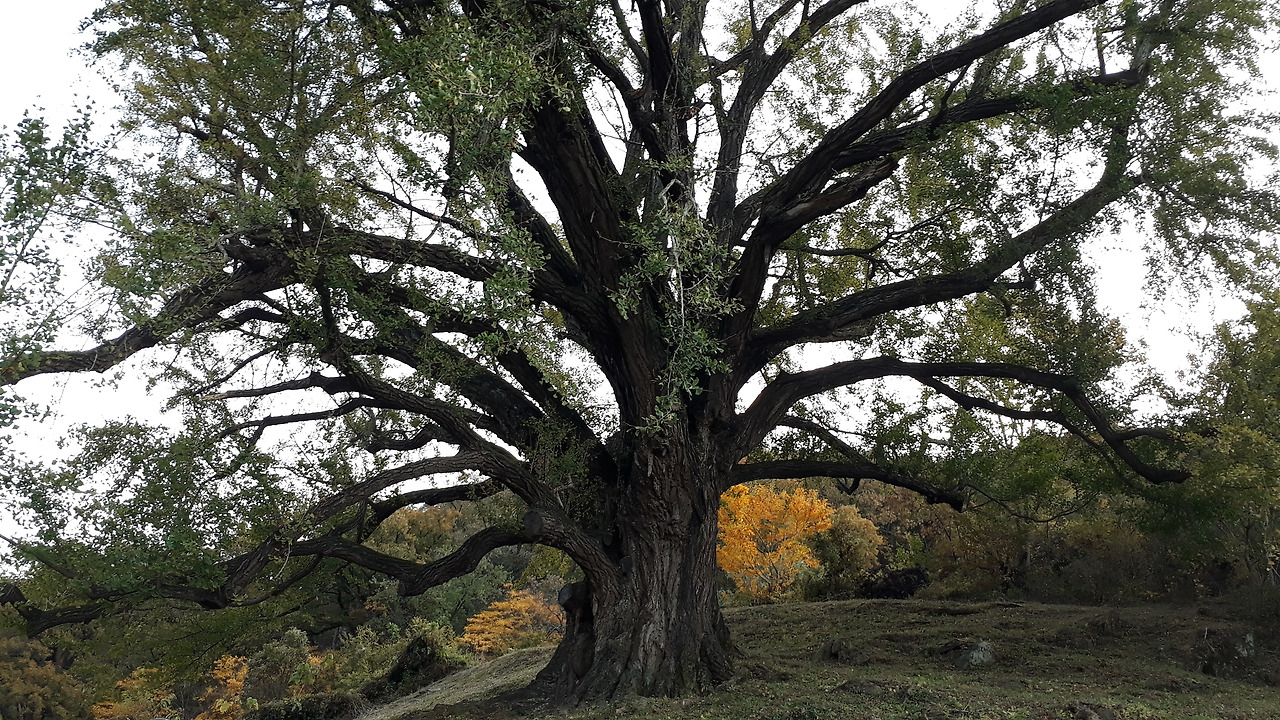 청도하평리은행나무.jpg