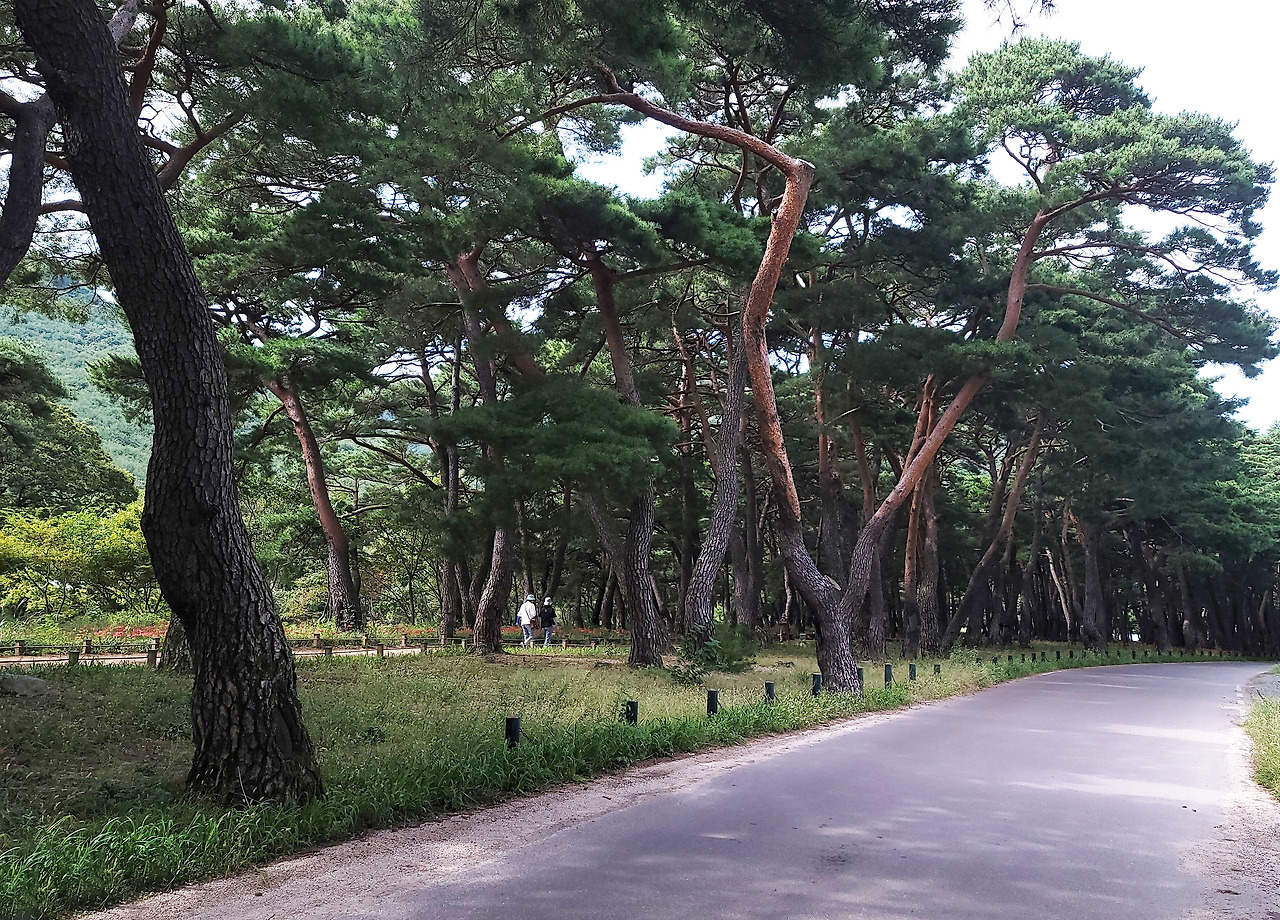입구소나무3.jpg